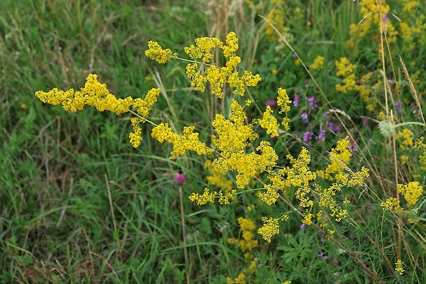 lipkavec syridlový Galium verum L.