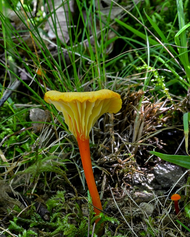 lúčnica kuriatkovitá Hygrocybe lepida Arnolds