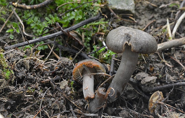 lúčnica ovčia Hygrocybe ovina (Bull.) Kühner