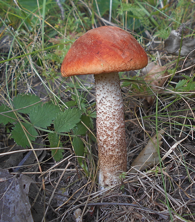 kozák dubový Leccinum aurantiacum (Bull.) Gray