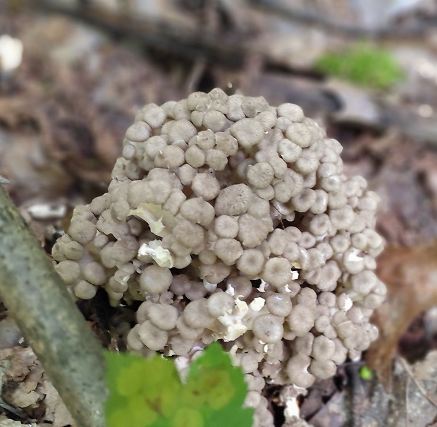 trúdnik klobúčkatý Polyporus umbellatus (Pers.) Fr.