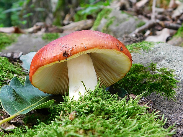 plávka zlatožltá Russula aurea Pers.