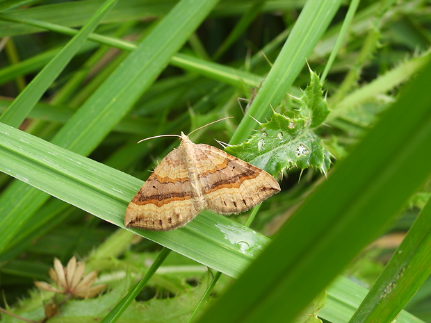 piadivka stoklasová Scotopteryx chenopodiata