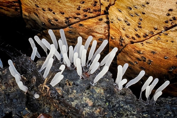 pazderka Stemonitopsis typhina (F.H. Wigg.) Nann.-Bremek.