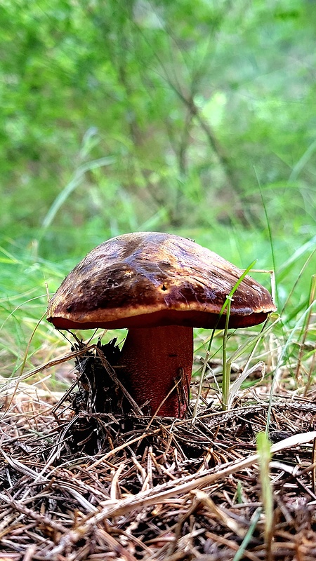 hríb zrnitohlúbikový Sutorius luridiformis (Rostk.) G. Wu & Zhu L. Yang