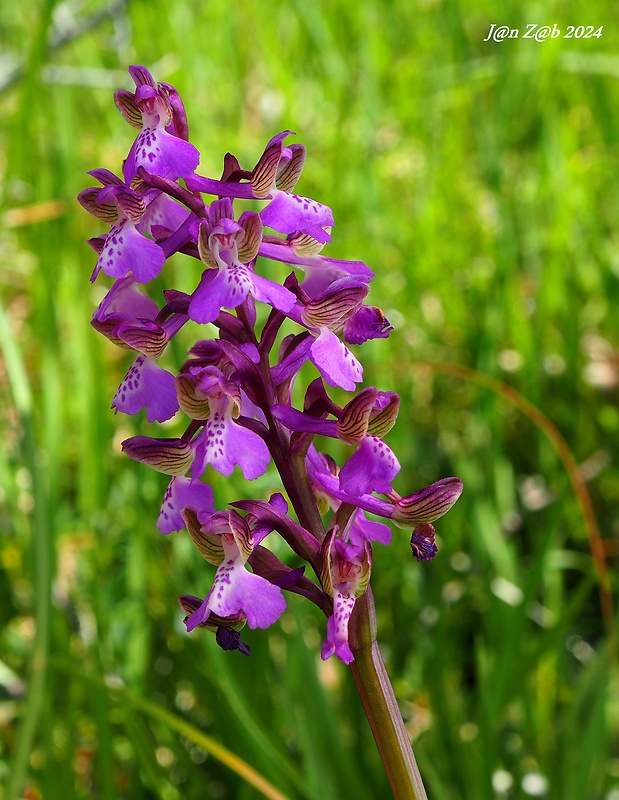 červenohlav obyčajný Anacamptis morio (L.) R. M. Bateman, A. M. Pringeon & M. W. Chase