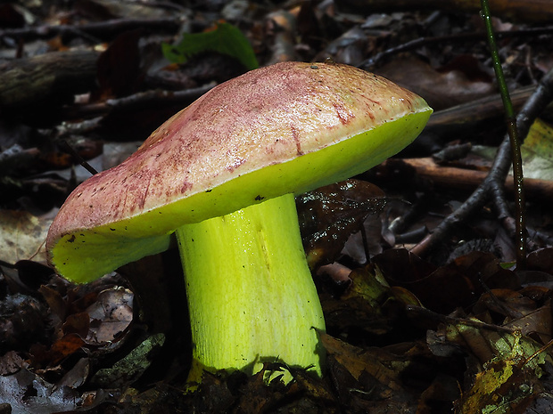 hríb kráľovský Butyriboletus regius (Krombh.) D. Arora & J.L. Frank