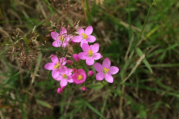 zemežlč menšia Centaurium erythraea Rafn