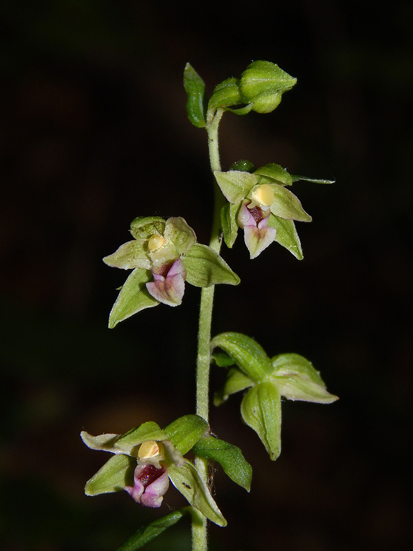 kruštík leuteho Epipactis leutei