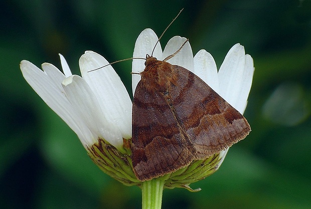 stužkavec hnedý (sk) / jetelovka hnědá (cz) Euclidia glyphica (Linnaeus, 1758)