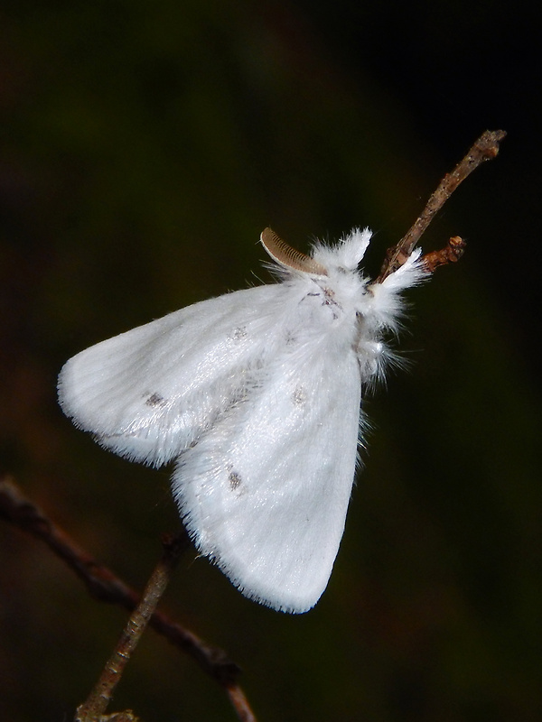 mníška pižmová / bekyně pižmová Euproctis similis