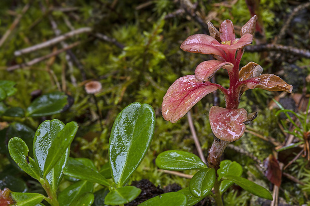 nahorúchovec brusnicový Exobasidium vaccinii (Fuckel) Woronin