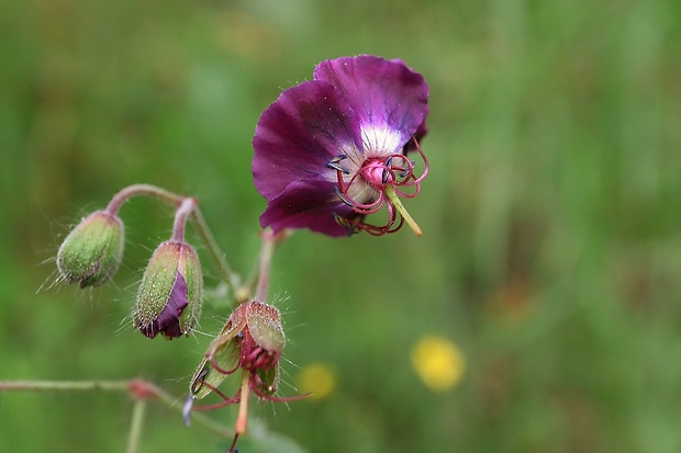 pakost hnedočervený Geranium phaeum L.