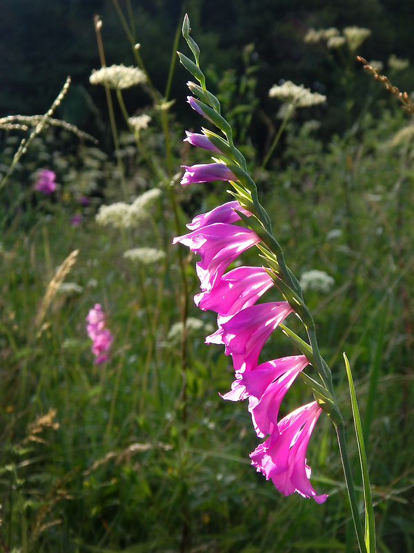 mečík škridlicovitý Gladiolus imbricatus L.