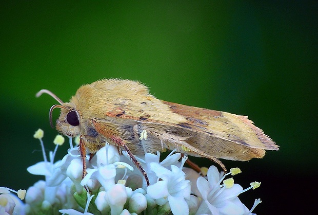 sivkavec štetkový (sk) / černopáska štětková (cz) Heliothis viriplaca (Hufnagel, 1766)