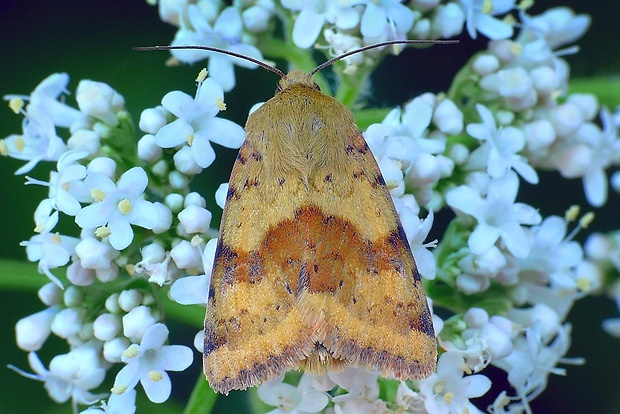 sivkavec štetkový (sk) / černopáska štětková (cz) Heliothis viriplaca (Hufnagel, 1766)