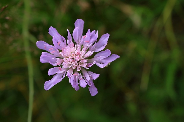 chrastavec roľný Knautia arvensis (L.) Coult.