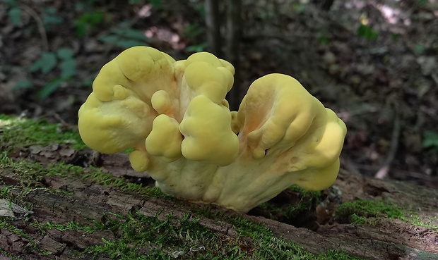 sírovec obyčajný Laetiporus sulphureus (Bull.) Murrill