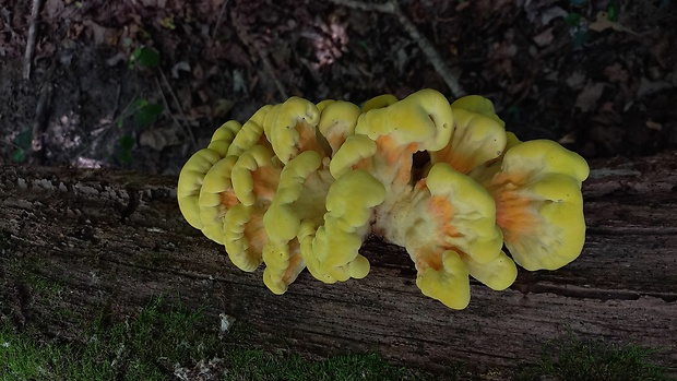 sírovec obyčajný Laetiporus sulphureus (Bull.) Murrill