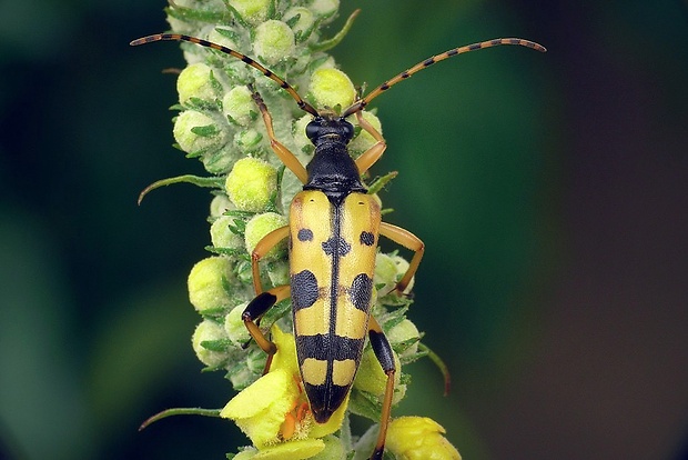 fuzáč škvrnitý (sk) / tesařík skvrnitý (cz) Leptura maculata (Poda, 1761)