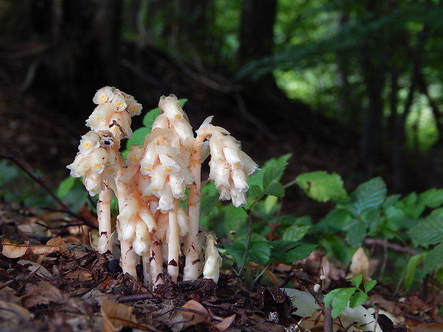 hniliak smrekový Monotropa hypopitys L.