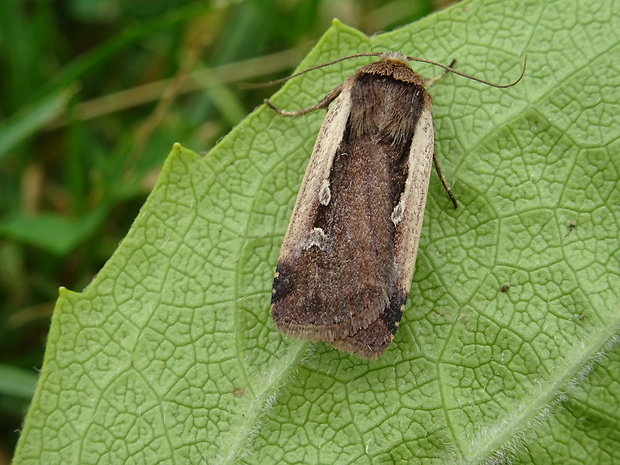 siatica čakanková Ochropleura plecta