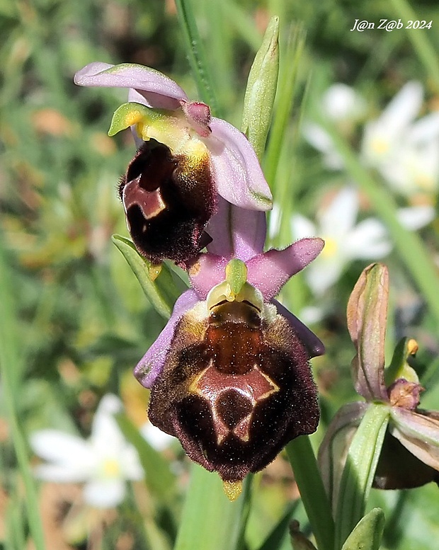 hmyzovník Ophrys argolica subsp. biscutella (O. Danesch &amp; E. Danesch) Kreutz