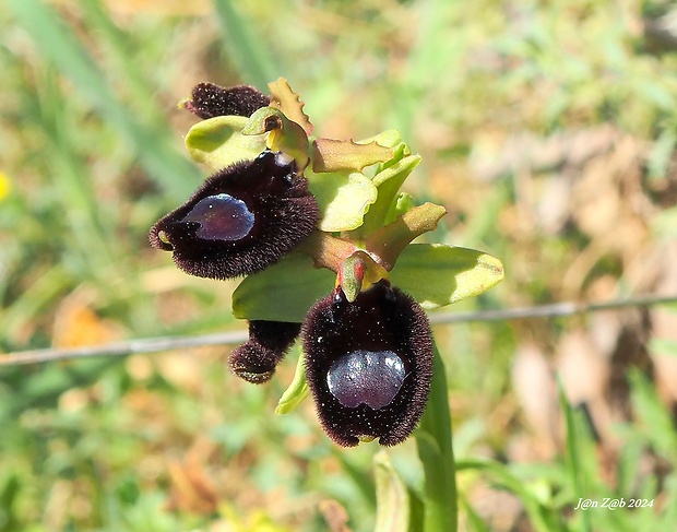 hmyzovník Ophrys bertoloniformis O. Danesch et E. Danesch