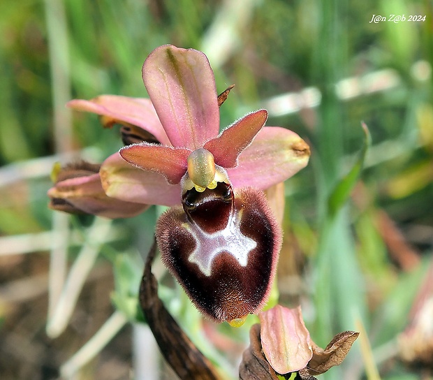 hmyzovník Ophrys bertolonii x Ophrys tenthredinifera