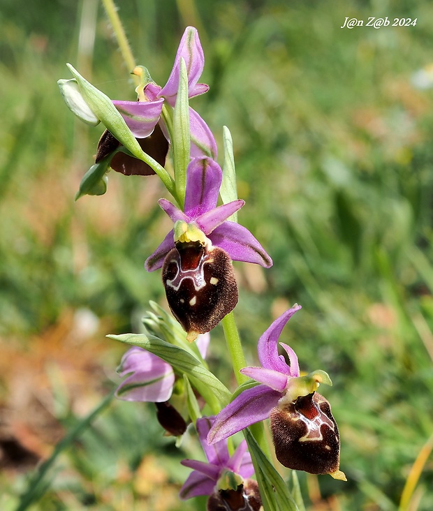 hmyzovník Ophrys parvimaculata