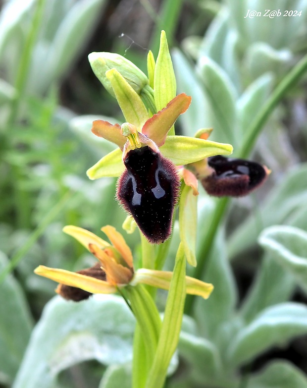 hmyzovník Ophrys promontorii O. & E. Danesch