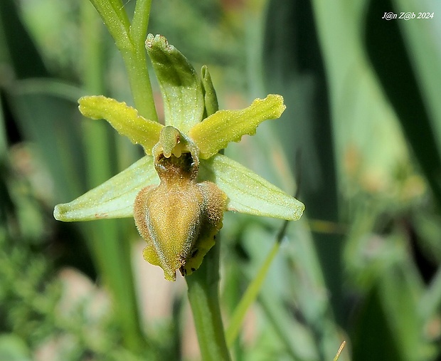 hmyzovník Ophrys sp.