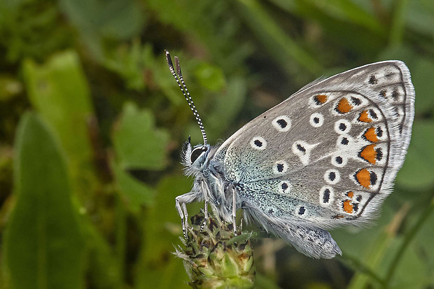 modráčik blankytný  Polyommatus thersites