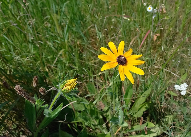 rudbekia srstnatá Rudbeckia hirta L.