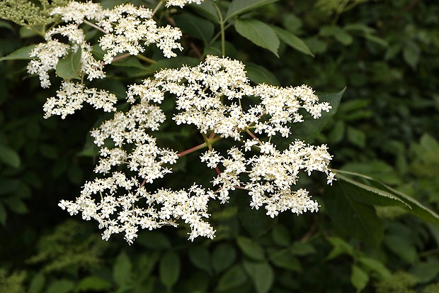 baza čierna Sambucus nigra L.