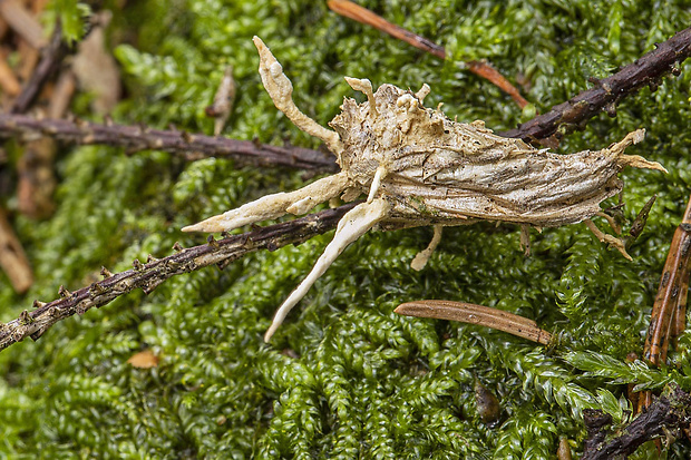 žezlovka cf. Aknanthomyces aculeatus