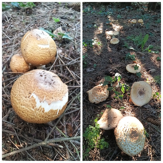 pečiarka obrovská Agaricus augustus Fr.