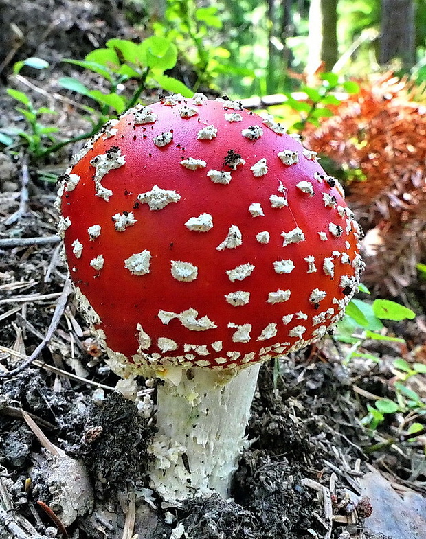 muchotrávka červená Amanita muscaria (L.) Lam.