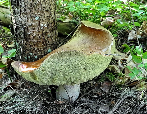 hríb smrekový Boletus edulis Bull.