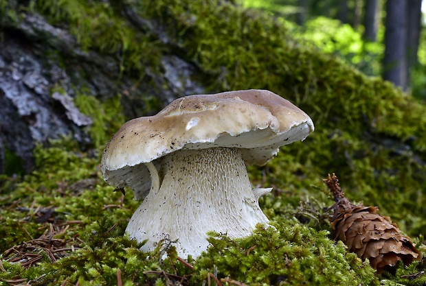 hríb smrekový Boletus edulis Bull.