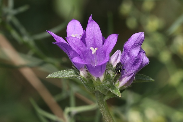 zvonček klbkatý Campanula glomerata agg. L.