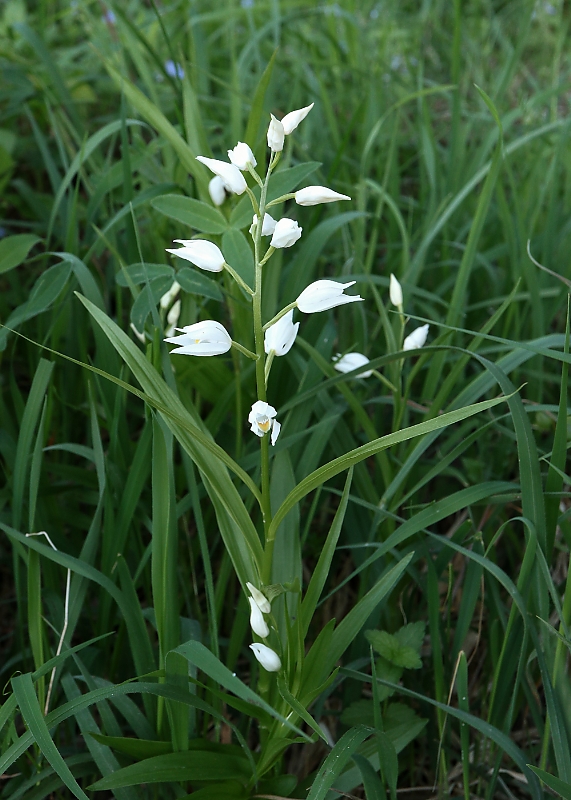 prilbovka dlholistá Cephalanthera longifolia (L.) Fritsch