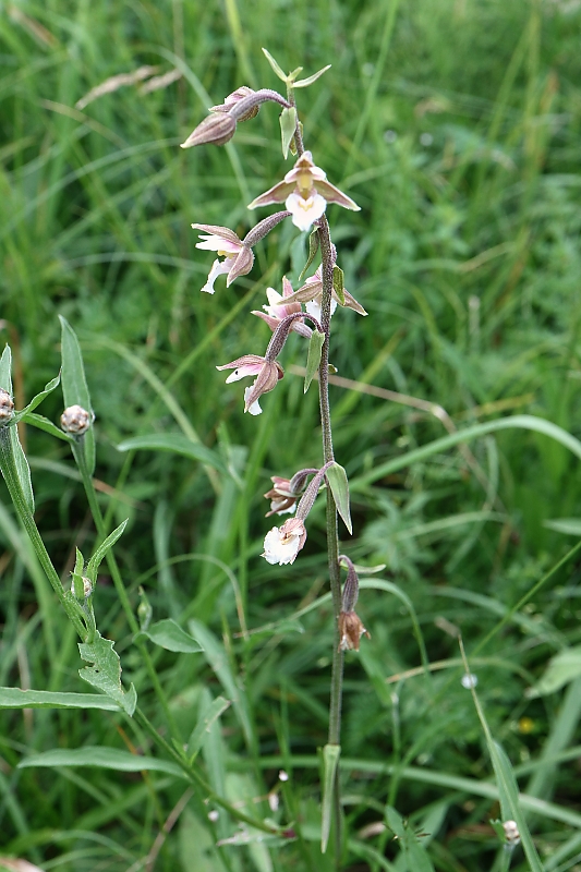 kruštík močiarny Epipactis palustris (L.) Crantz