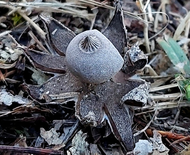 hviezdovka drsná Geastrum campestre Morgan