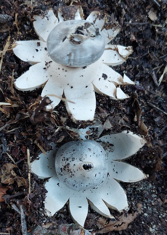 hviezdovka tmavá Geastrum coronatum Pers.