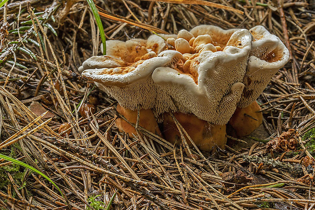 jelenkovka oranžová Hydnellum floriforme (Schaeff.) Banker