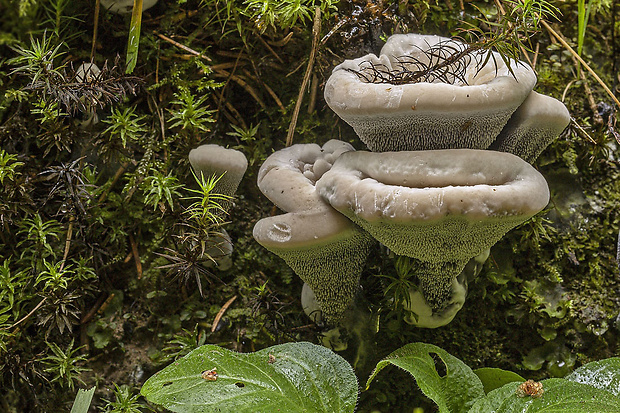 jelenkovka voňavá Hydnellum suaveolens (Scop.) P. Karst.