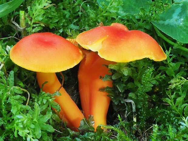 lúčnica žiarivá Hygrocybe fulgens Fuljer, Kautmanová & Boertm.