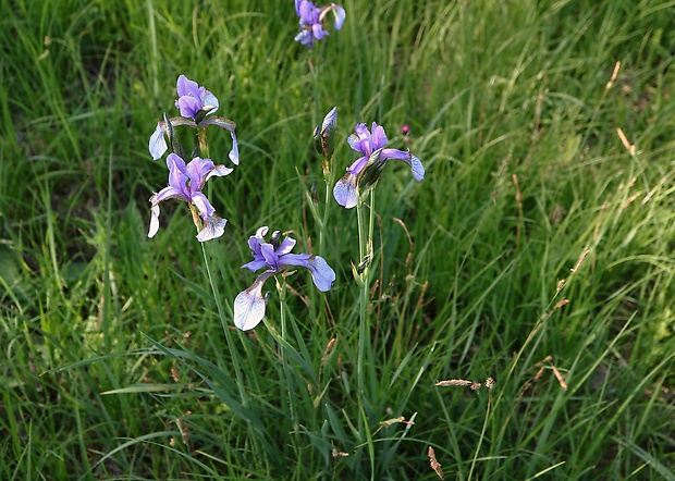 kosatec sibírsky Iris sibirica L.