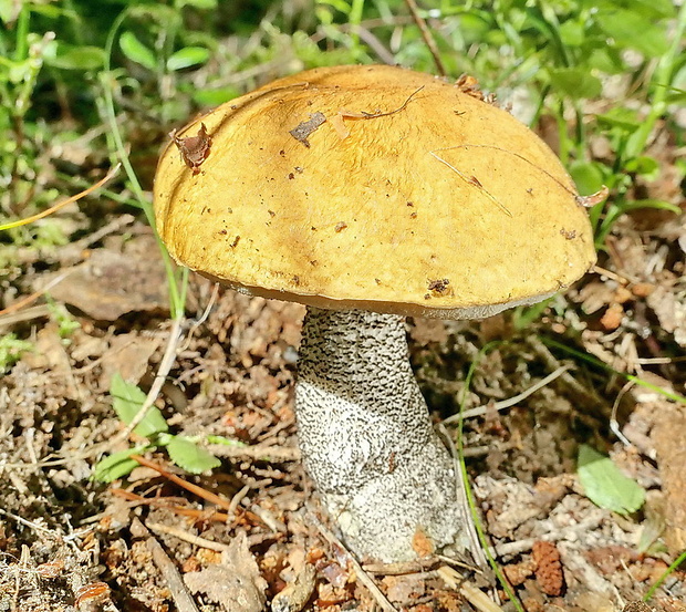 kozák žltooranžový Leccinum versipelle (Fr. & Hök) Snell